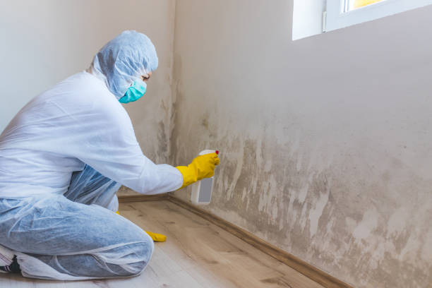 Mold Remediation specialist working in Three Oaks
